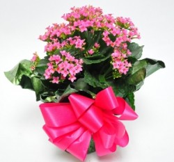  - kalanchoe