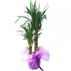  - 2'li Yucca