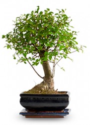  - Zelkova Bonsai Küçük Boy 