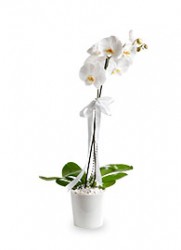  - Canlı Orkide - Phalaenopsis 