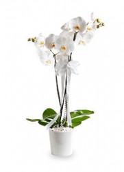  - İkiz Phalaenopsis Orkide
