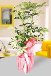  - Schefflera